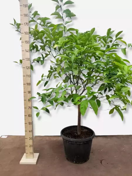 Citrus Orange Tree