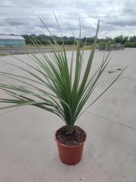 Cordyline indivisa