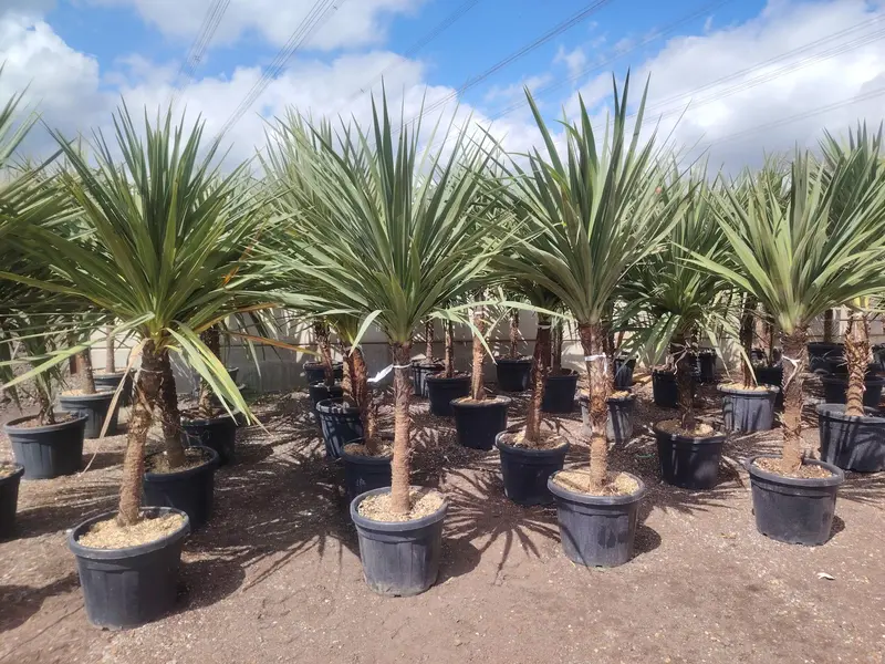 Cordyline indivisa