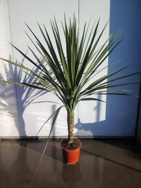 Cordyline indivisa XL