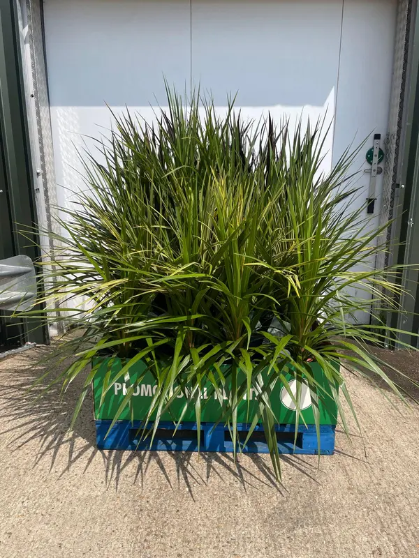 Cordyline Mix Pallet Deal 1x28