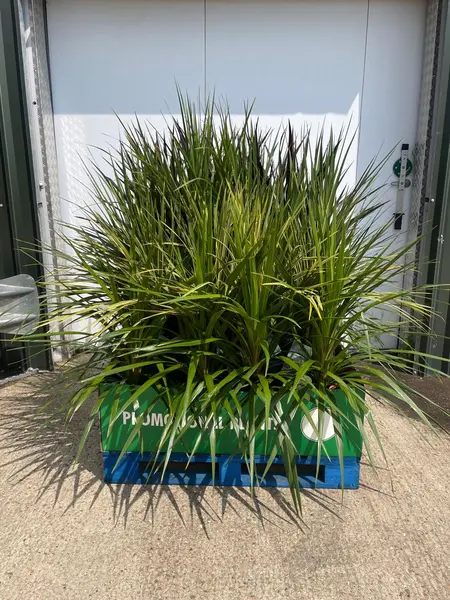 Cordyline Mix Pallet Deal 1x28