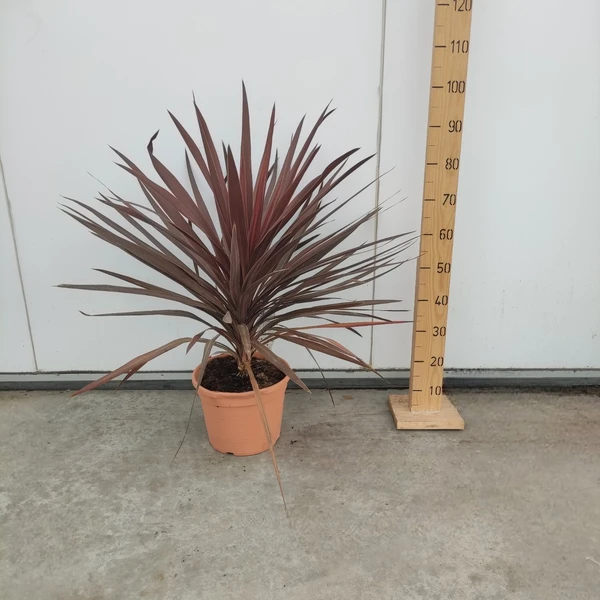 Cordyline 'Red Star'