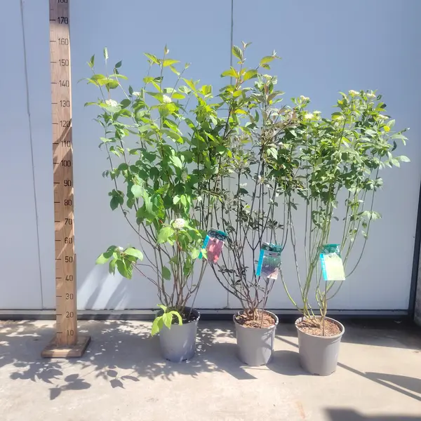 Cornus Mix - image 6
