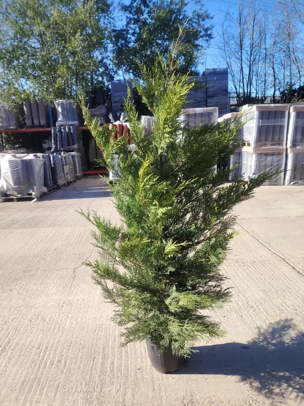 Cupressocyparis Leylandii