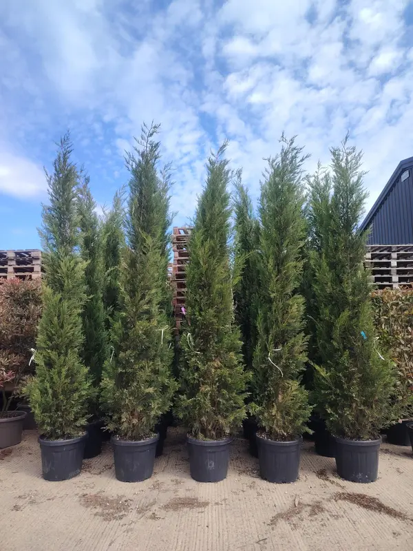 Cupressocyparis Leylandii