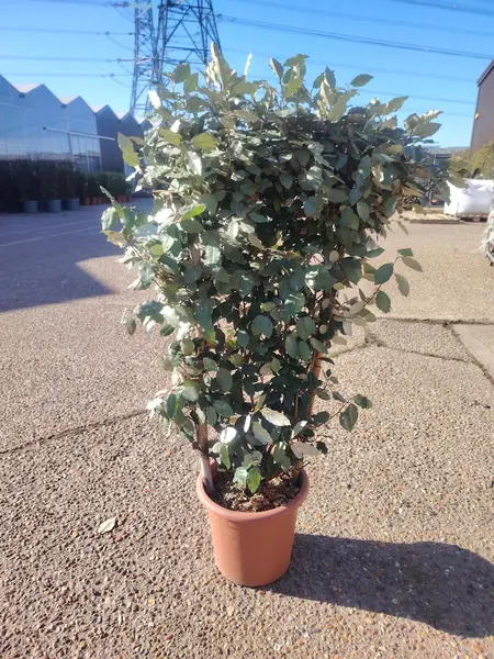 Elaeagnus ebbingei 'Compacta' Espalier 80x40cm