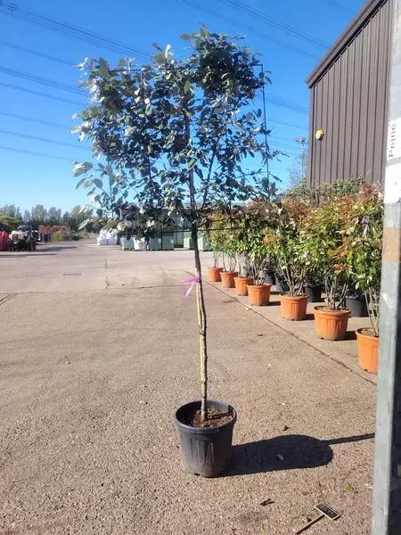 Elaeagnus ebbingei pleached 100x100cm