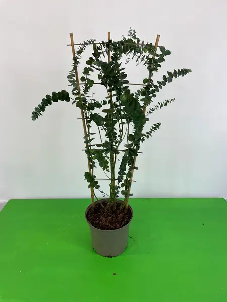 Eucalyptus Gunnii Frame