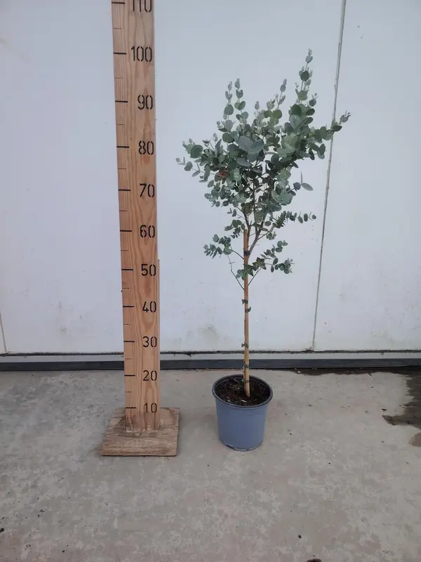 Eucalyptus mini STD