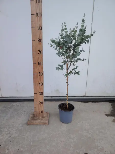 Eucalyptus mini STD