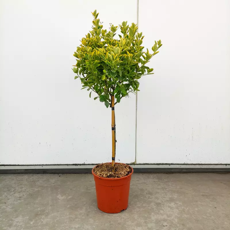 Euonymus 'Aurea' Mini STD