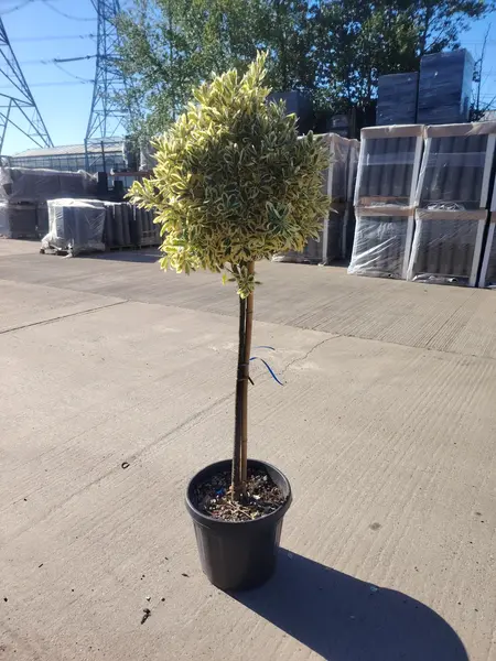 Euonymus 'Bravo' 1/2 STD