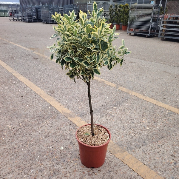 Euonymus 'Bravo' Mini STD