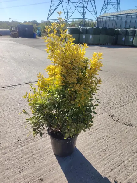 Euonymus 'Elegantissimus Aureus'