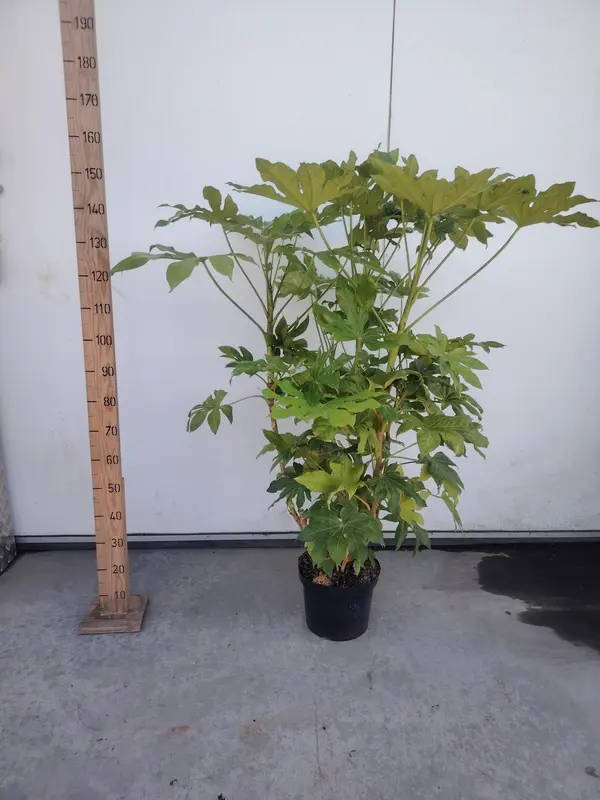 Fatsia japonica