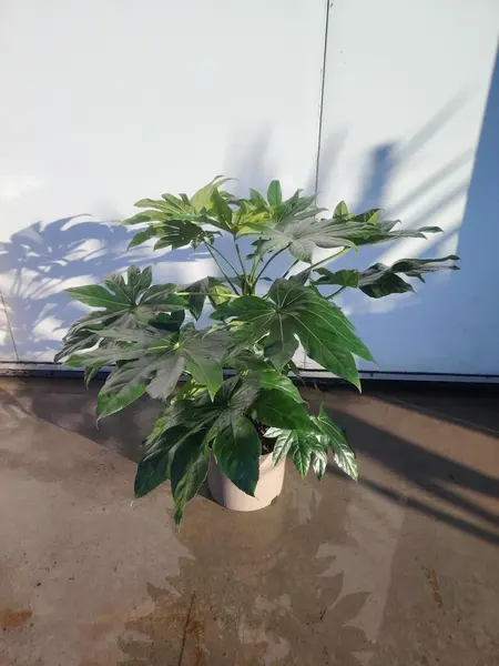 Fatsia Japonica