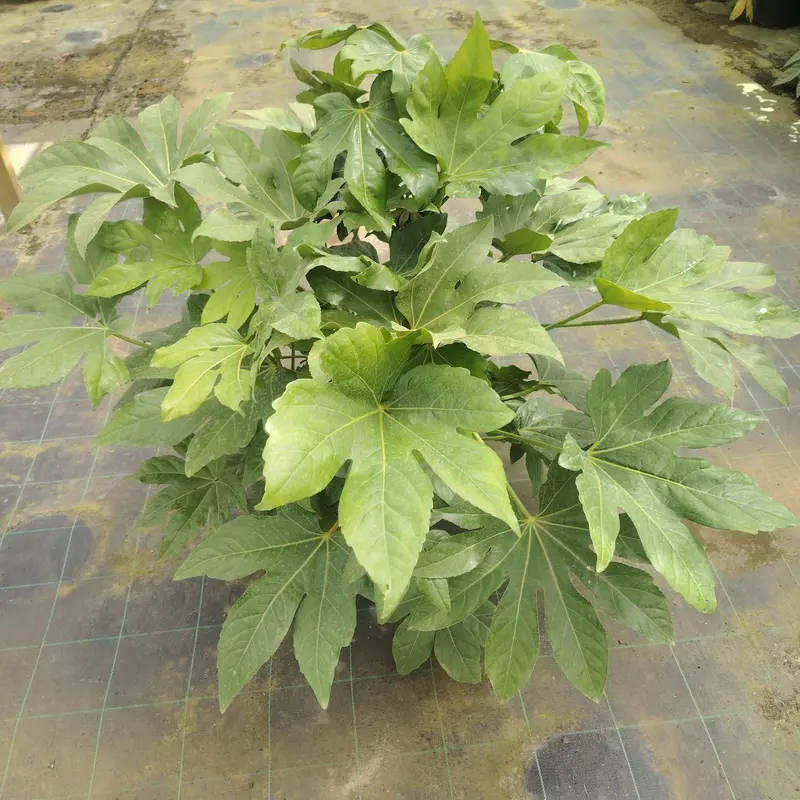 Fatsia Japonica