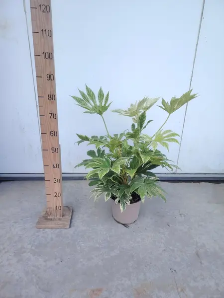 Fatsia 'Spider Web'