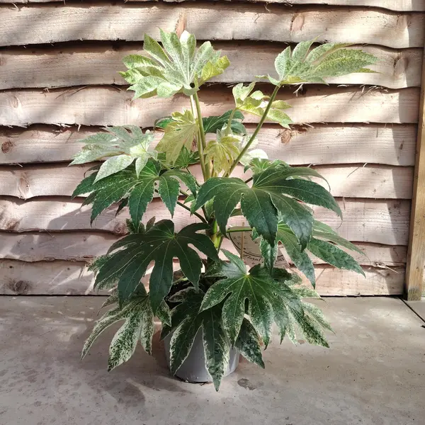 Fatsia 'Spider Web'