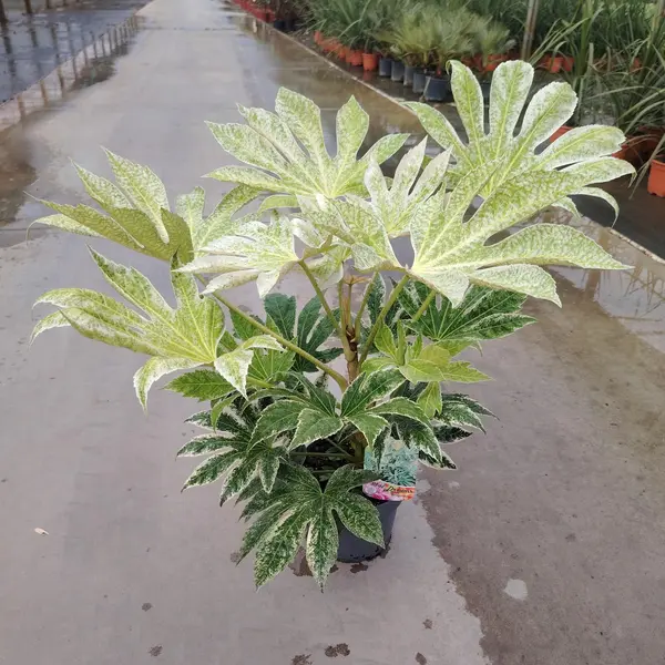 Fatsia 'Spider Web' - image 2