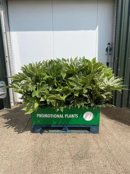 Fatsia Spider Web Pallet Deal 32x1