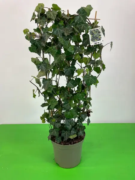 Hedera Trellis