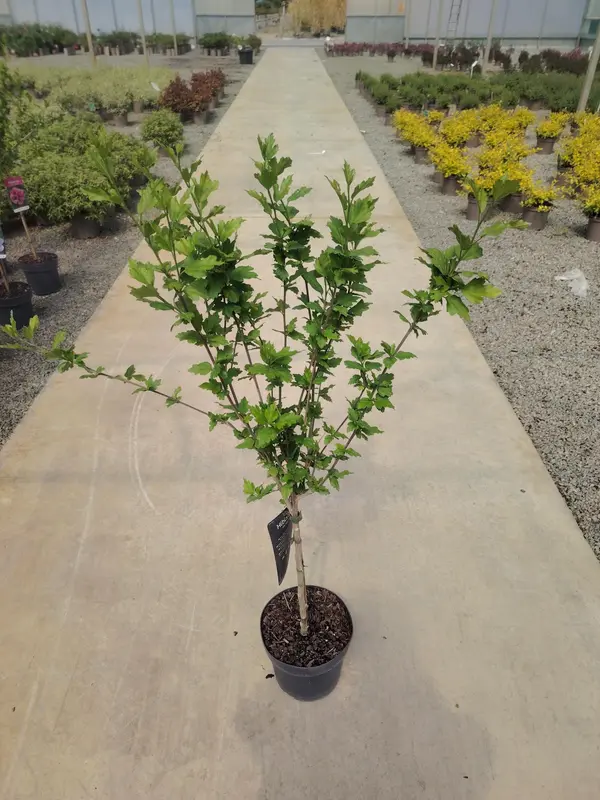 Hibiscus 1/4 STD