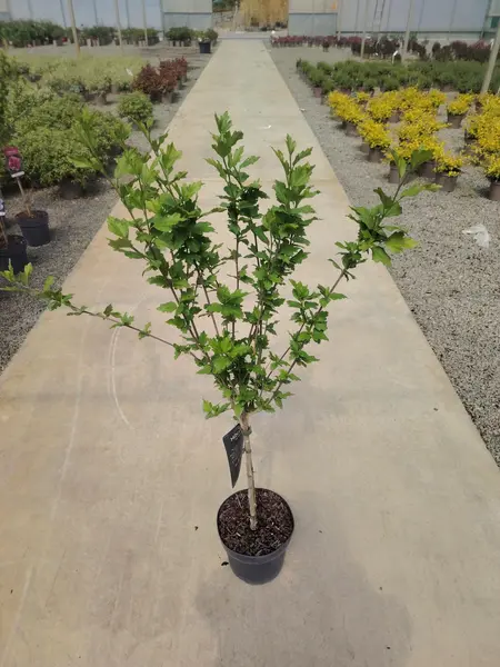 Hibiscus 1/4 STD
