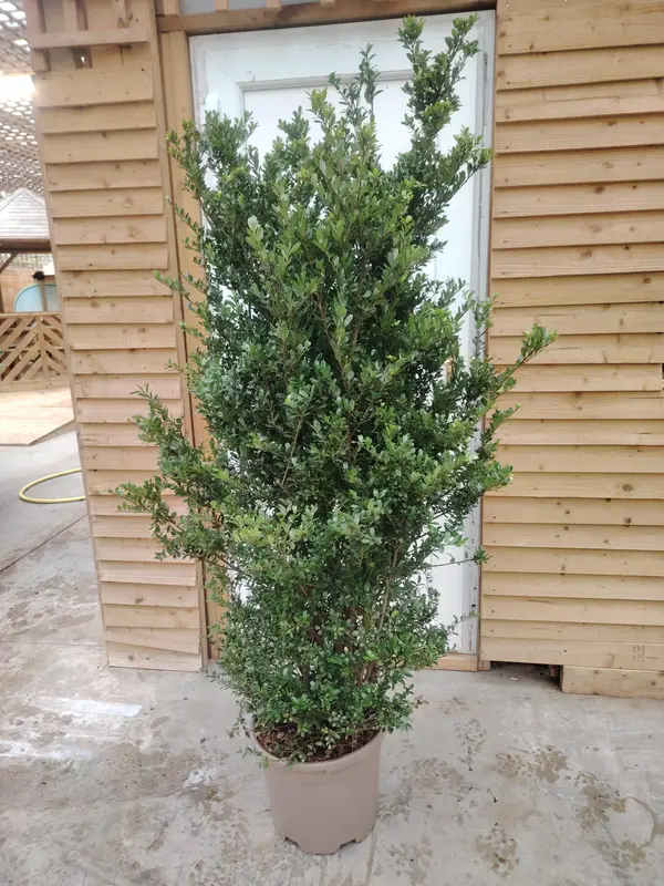 Ilex Crenata