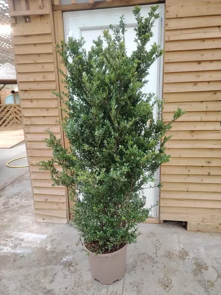 Ilex Crenata