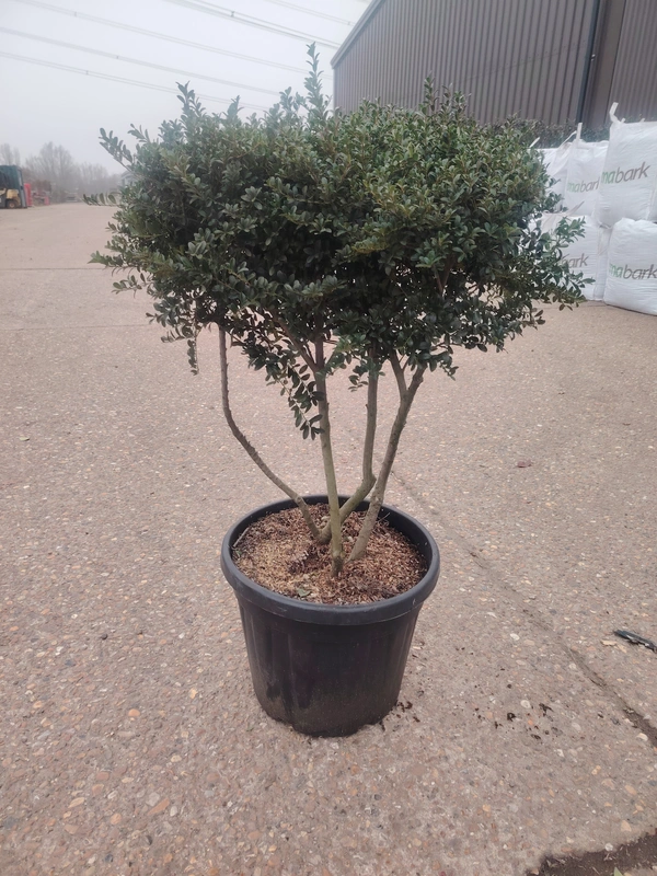 Ilex crenata 'Kinme' Mushroom
