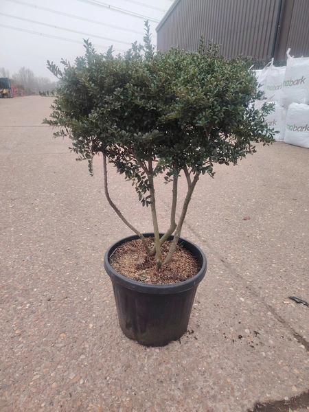Ilex crenata 'Kinme' Mushroom