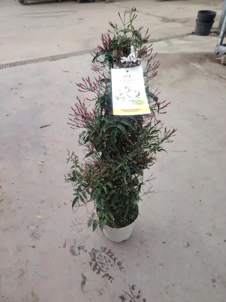 Jasminum 'Polyanthum' Pyramid