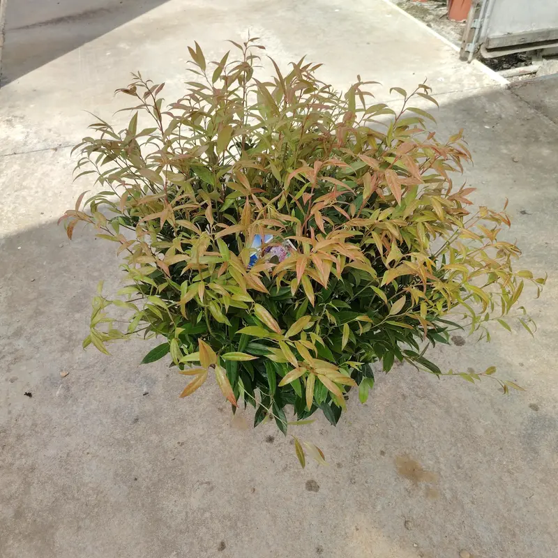 Leucothe Zeblid