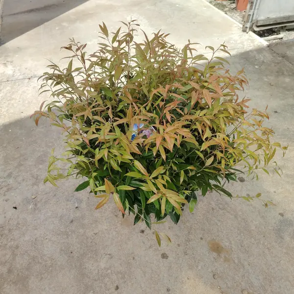 Leucothe Zeblid