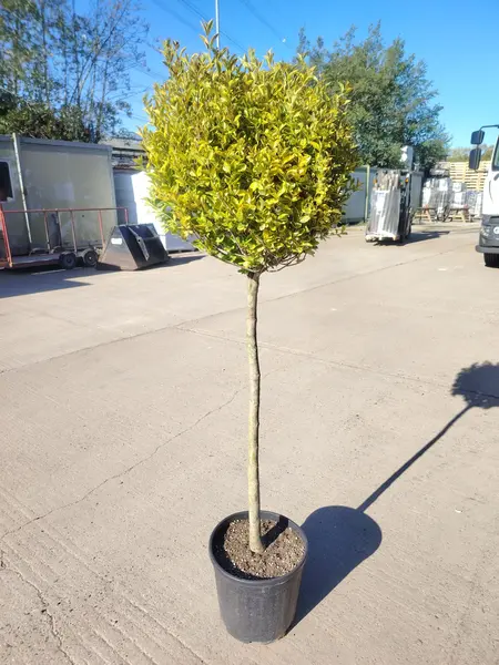 Ligustrum ovalifolium 'aureum' 1/2 STD