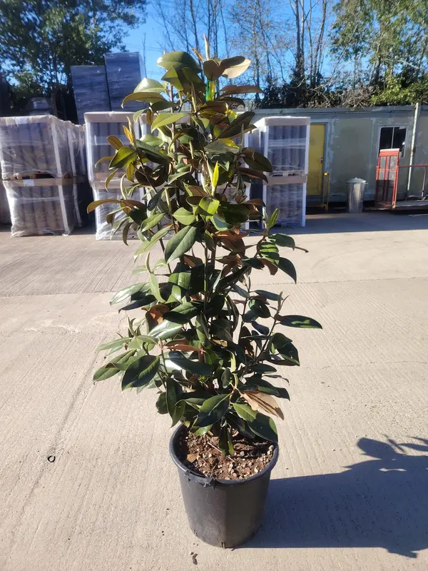 Magnolia grandiflora 'Galissonensis'