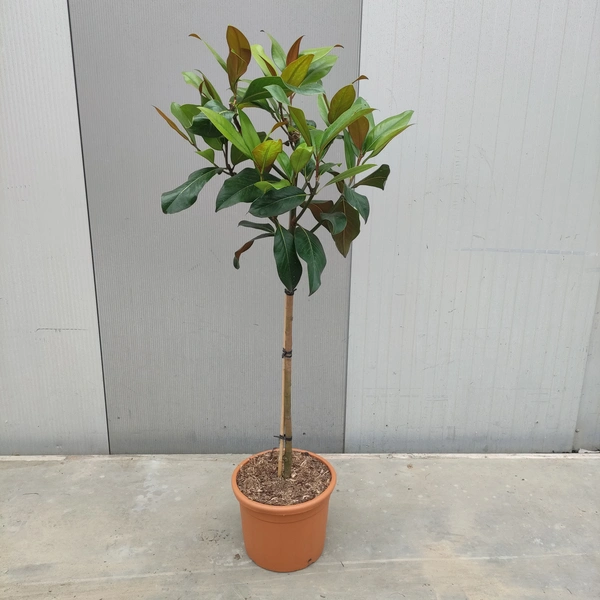 Magnolia grandiflora STD