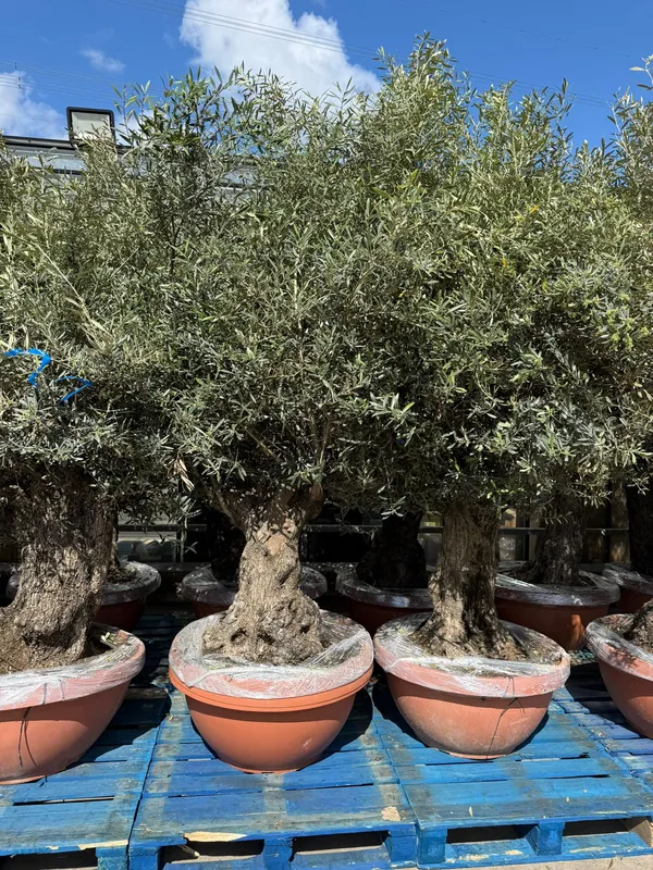 Olive Bonsai Bowl - image 3