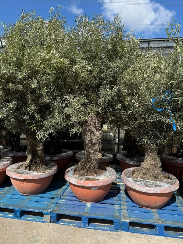 Olive Bonsai Bowl - image 6