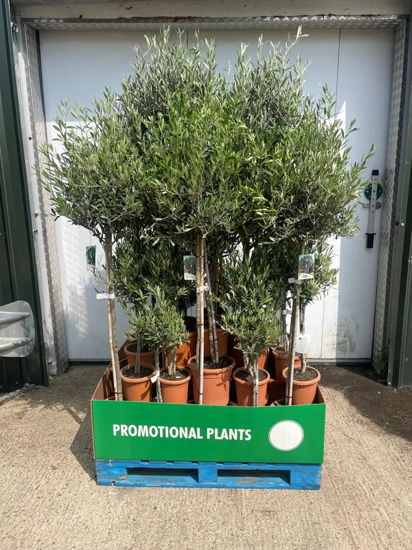 Olive Pallet Mix - image 1