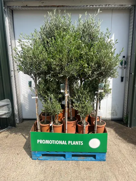 Olive Pallet Mix - image 2