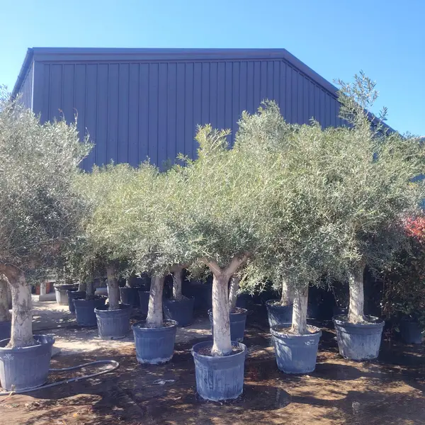 Olive Standard