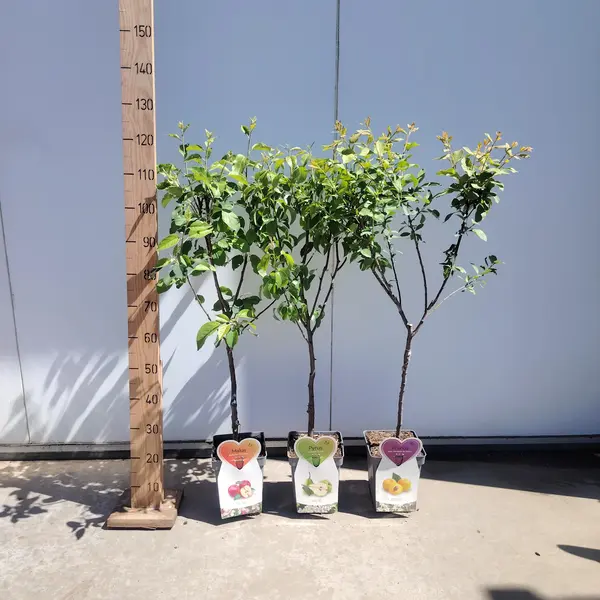 Patio Fruit Stem