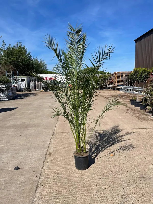 Phoenix Canariensis