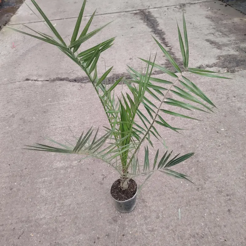 Phoenix Canariensis 14cm