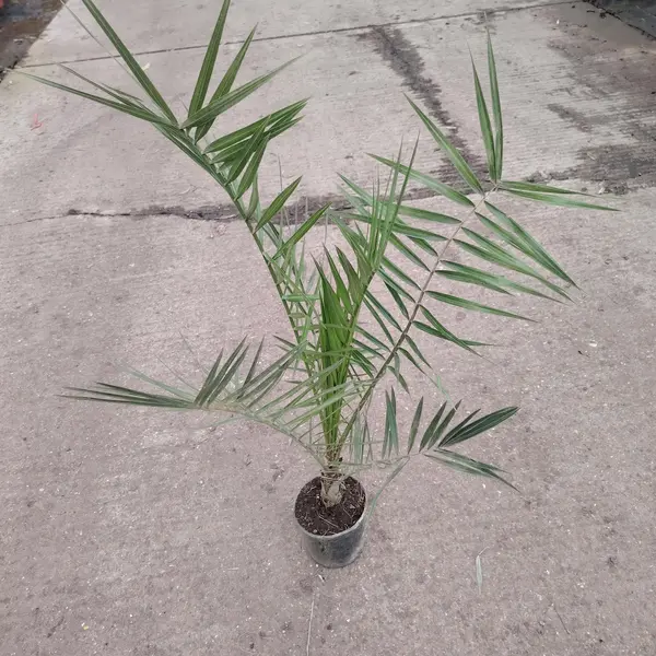 Phoenix Canariensis 14cm