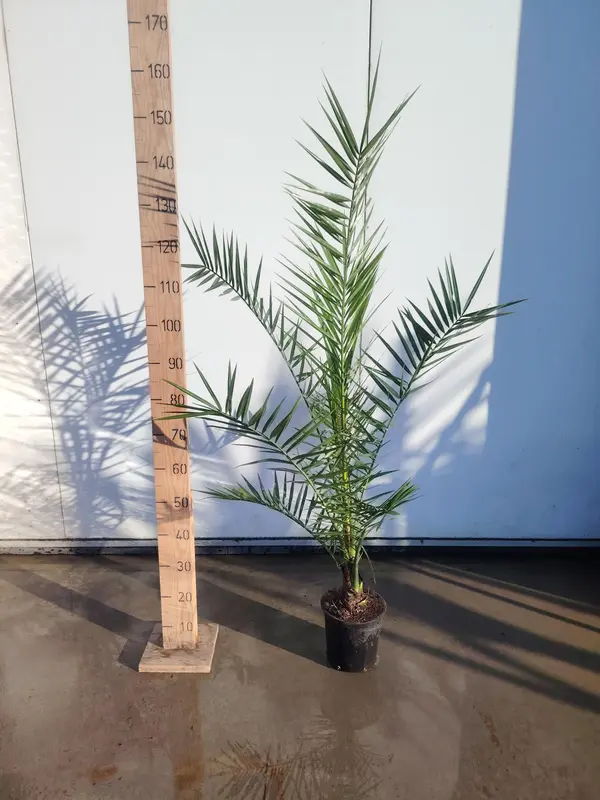 Phoenix canariensis
