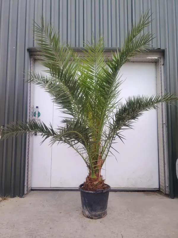 Phoenix Canariensis